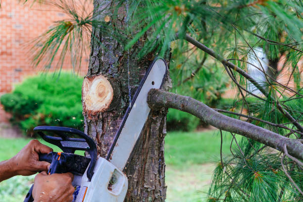 How Our Tree Care Process Works  in  Wood Dale, IL